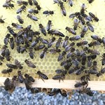 Königin auf neu gebauter Wabe IMG_0654.JPG