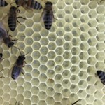 Diese kleinen Stifte (Eier) hat sie gelegt IMG_0655.JPG