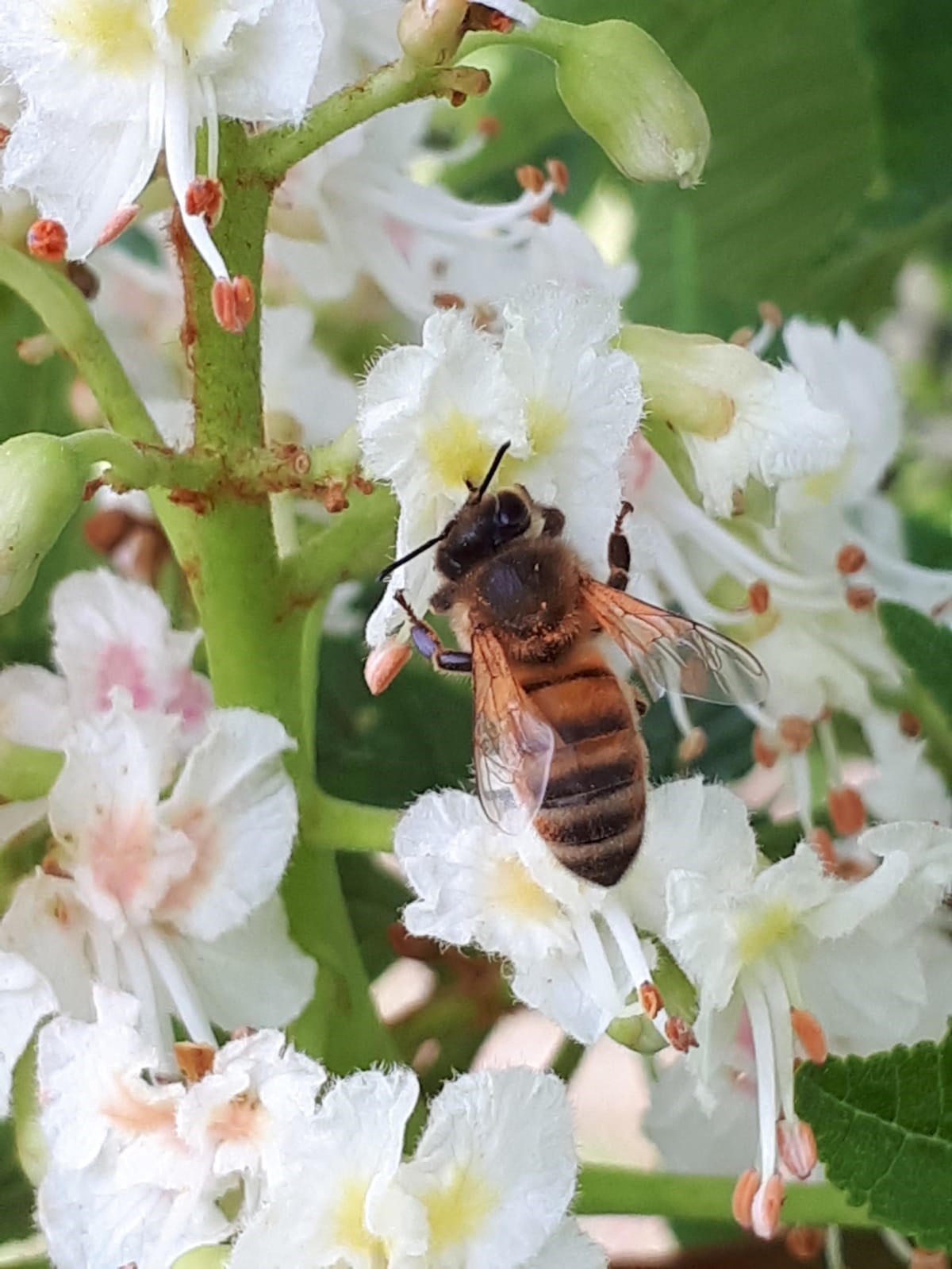 27 Nahaufname Einer Biene (1)