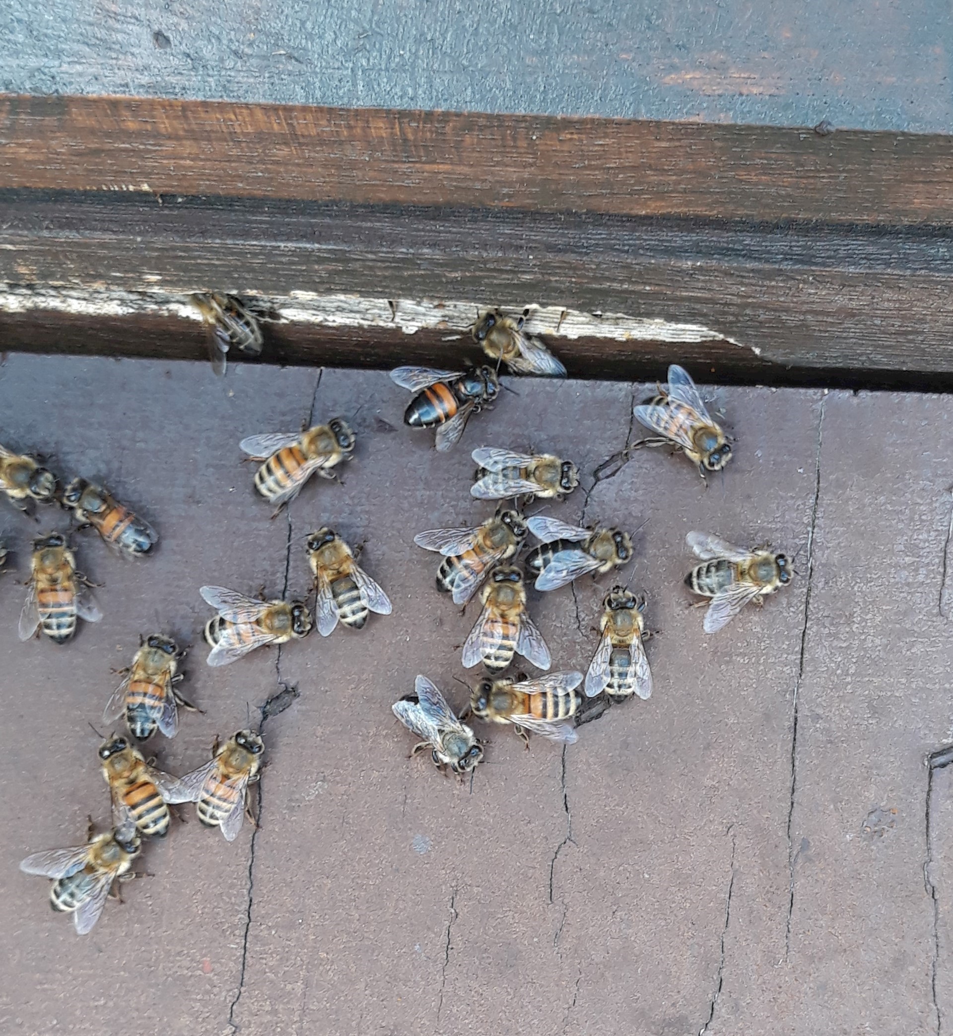 20 Bedroht Ein Eindringling Unser Platen Volk!