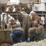 Besuch der italienischen Austauschschüler auf einem fränkischen Bauernhof CIMG3460