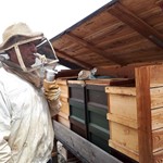 Imker Aus Leidenschaft