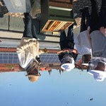 Schüler Und Bienen Bei Der Arbeit