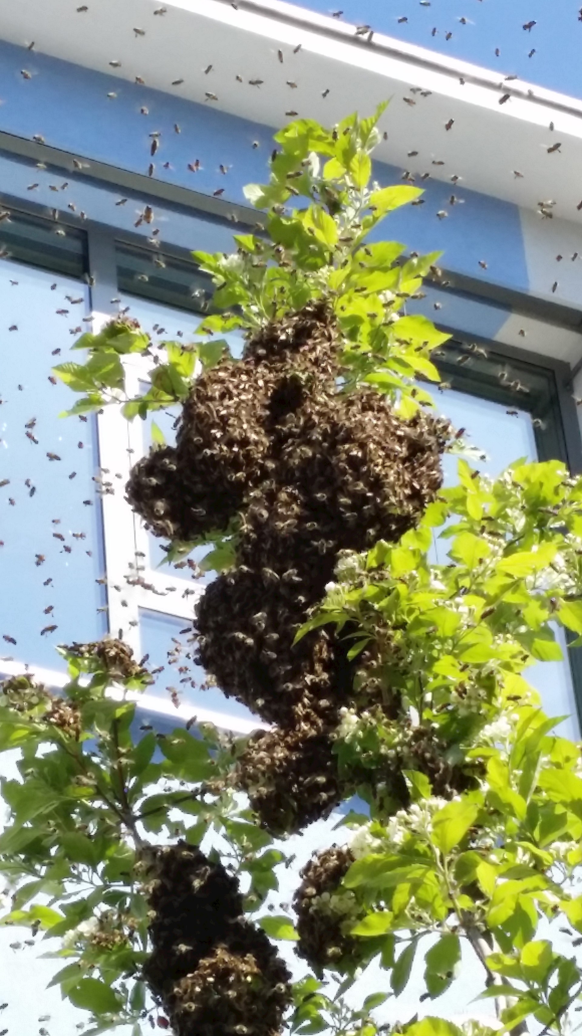 Bienen Schwärmen Aus
