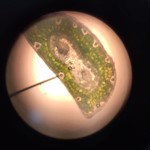 Kiefernnadel unter dem Mikroskop IMG 20170109 WA0019