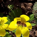 Platen-Biene im Einsatz 20210222 130538