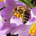 Platen-Biene mit Pollenhöschen Krokus Mit Biene (1)