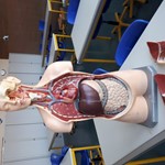 Die Organe des Menschen Aufbau Des Menschen