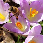 Bienen bei der Arbeit Krokus Mit Biene (2)