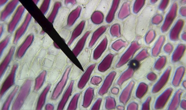 Natur und Technik (Bio/Chemie)