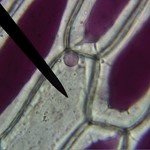 Zellen einer roten Zwiebel unterm Mikroskop Zellen Einer Roten Zwiebel (2)