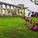 C 48 Paestum 7